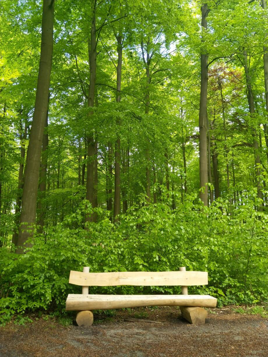 Foret de Soignes Bruxelles - Randonnée et Trail